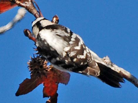 Downy Woodpecker (Picoides pubescens)