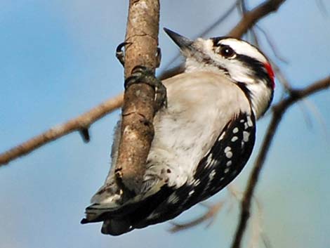 Downy Woodpecker (Picoides pubescens)