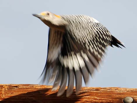 Golden-fronted Woodpecker (Melanerpes aurifrons)