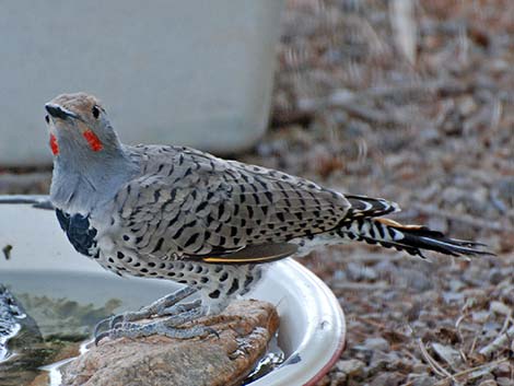 Gilded Flicker (Colaptes chrysoides)