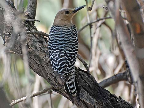 Gila Woodpecker (Melanerpes uropygialis)