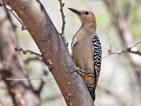 Gila Woodpecker (Melanerpes uropygialis)