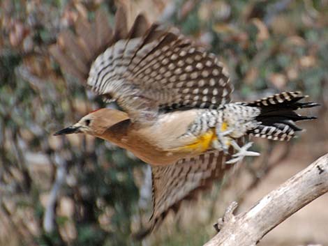 Gila Woodpecker (Melanerpes uropygialis)