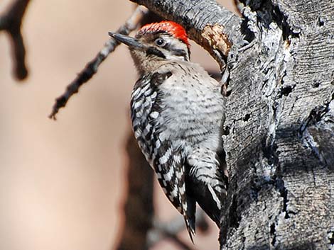 Ladder-backed Woodpecker (Picoides scalaris)