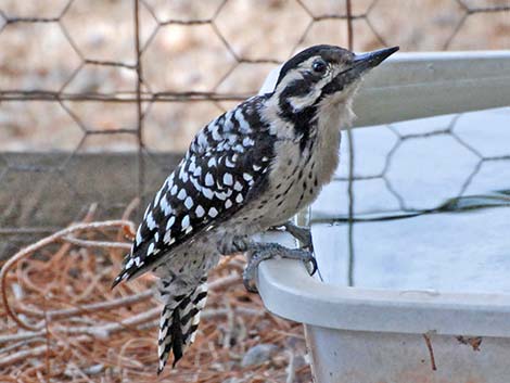 Ladder-backed Woodpecker (Picoides scalaris)