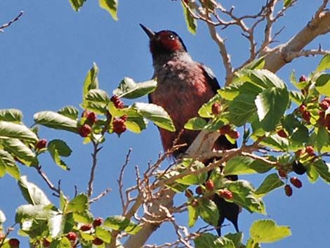 Lewis' Woodpecker (Melanerpes lewis)