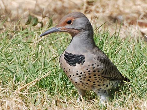 Northern Flicker (Colaptes auratus)