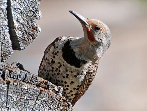 Northern Flicker (Colaptes auratus)