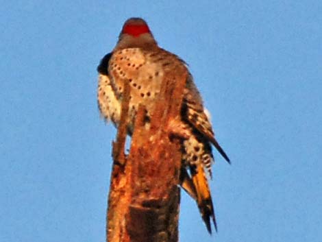 Northern Flicker (Colaptes auratus)