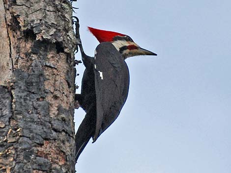 Pileated Woodpecker (Dryocopus pileatus)