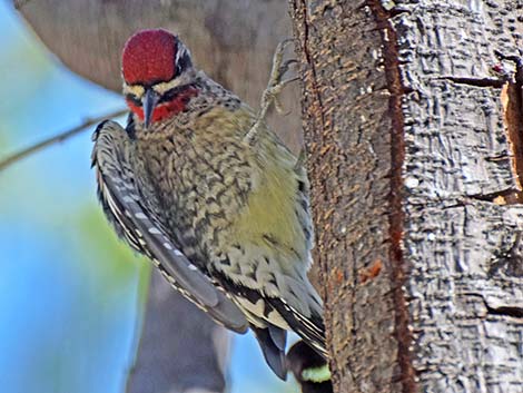 Red-naped Sapsucker (Sphyrapicus nuchalis)