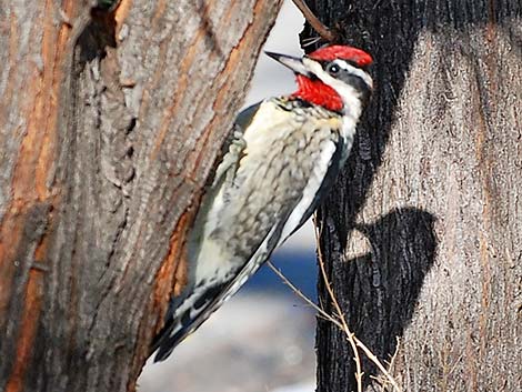 Red-naped Sapsucker (Sphyrapicus nuchalis)