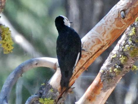 White-headed Woodpecker (Picoides albolarvatus)