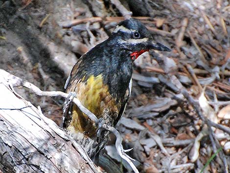 Williamson's Sapsucker (Sphyrapicus thyroideus)