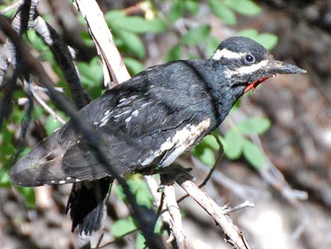 Williamson's Sapsucker (Sphyrapicus thyroideus)