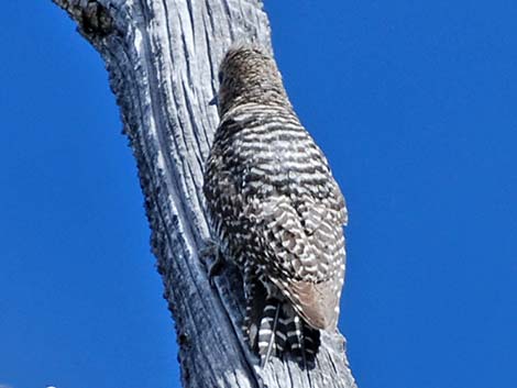 Williamson's Sapsucker (Sphyrapicus thyroideus)