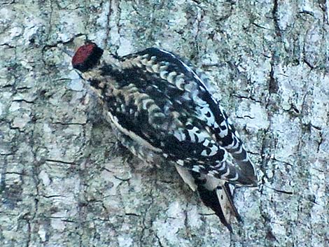 Yellow-bellied Sapsucker (Sphyrapicus varius)