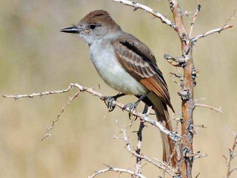 Ash-throated Flycatcher (Myiarchus cinerascens)