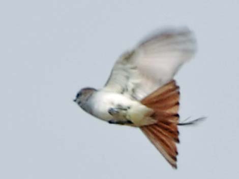 Ash-throated Flycatcher (Myiarchus cinerascens)