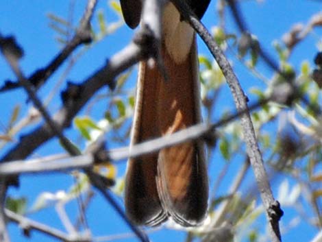 Ash-throated Flycatcher (Myiarchus cinerascens)