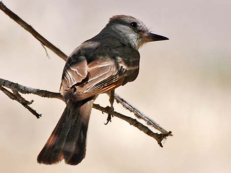 Brown-crested Flycatcher (Myiarchus tyrannulus)