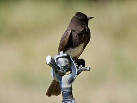 Black Phoebe (Sayornis nigricans)