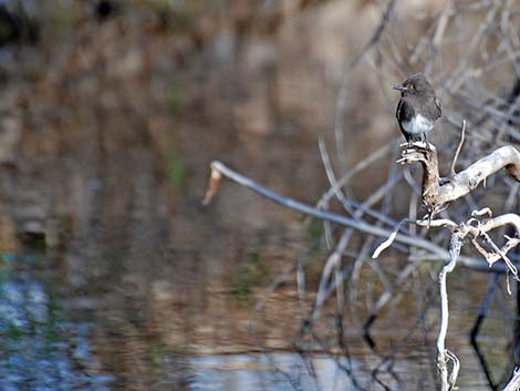 Black Phoebe (Sayornis nigricans)