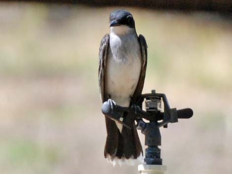 Eastern Kingbird (Tyrannus tyrannus)