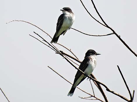 Eastern Kingbird (Tyrannus tyrannus)