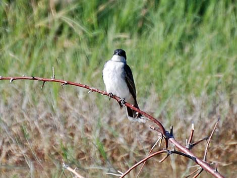 Eastern Kingbird (Tyrannus tyrannus)