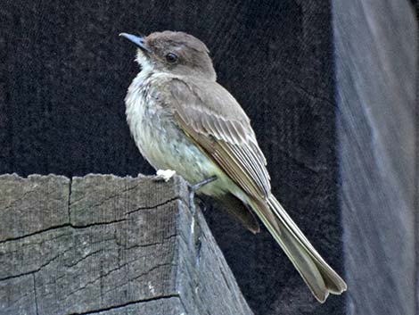 Eastern Phoebe (Sayornis phoebe)