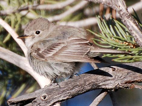 Gray Flycatcher (Empidonax wrightii)