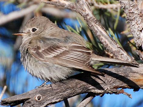 Gray Flycatcher (Empidonax wrightii)