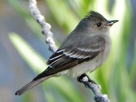 Gray Flycatcher (Empidonax wrightii)