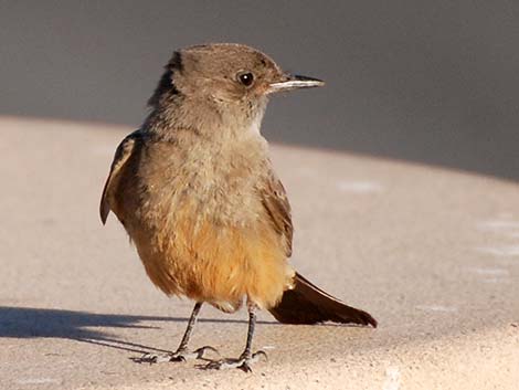 Say's Phoebe (Sayornis saya)