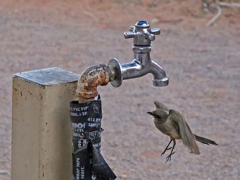 Say's Phoebe (Sayornis saya)