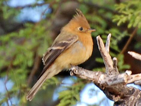 Tufted Flycatchers (Mitrephanes phaeocercus)