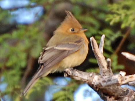 Tufted Flycatchers (Mitrephanes phaeocercus)