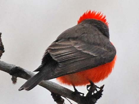 Vermilion Flycatcher (Pyrocephalus rubinus)