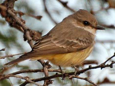 Vermilion Flycatcher (Pyrocephalus rubinus)