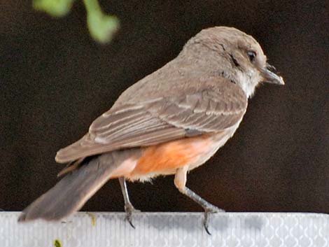 Vermilion Flycatcher (Pyrocephalus rubinus)