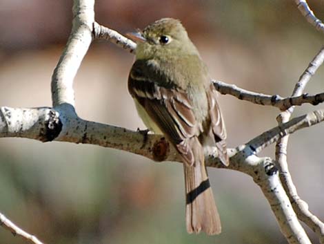 Cordilleran Flycatcher (Empidonax occidentalis)