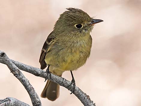 Western Flycatchers (Empidonax difficilis)