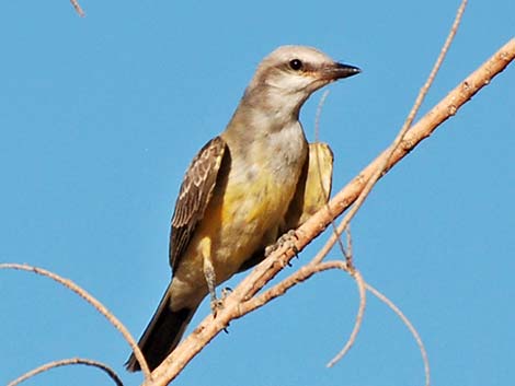 Western Kingbird (Tyrannus verticalis)