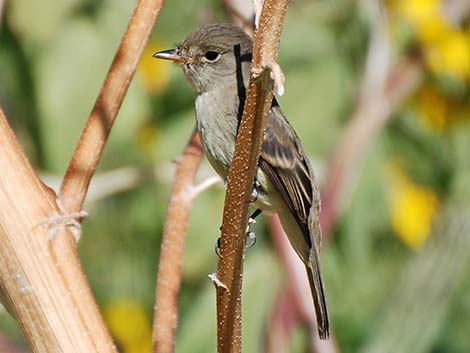 Willow Flycatcher (Empidonax traillii)