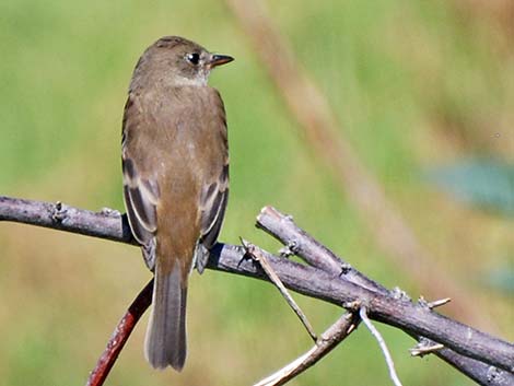 Willow Flycatcher (Empidonax traillii)