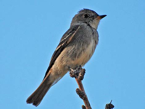 Western Wood-Pewee (Contopus sordidulus)