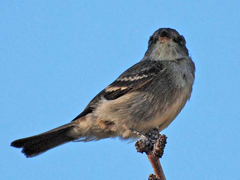 Western Wood-Pewee (Contopus sordidulus)