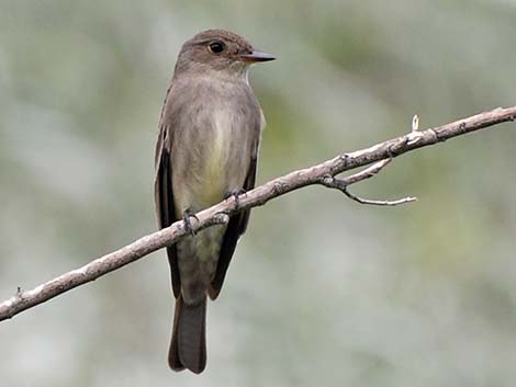 Western Wood-Pewee (Contopus sordidulus)