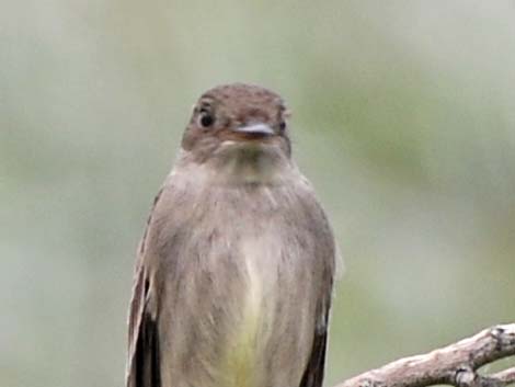 Western Wood-Pewee (Contopus sordidulus)